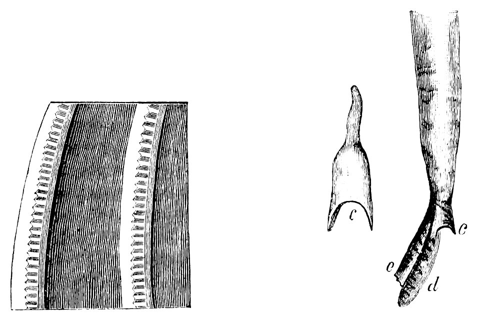 PSM V13 D421 Teredo muscles