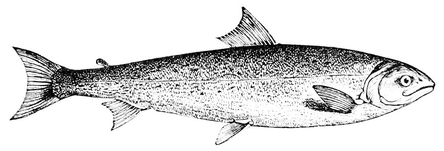 PSM V11 D543 Salmon