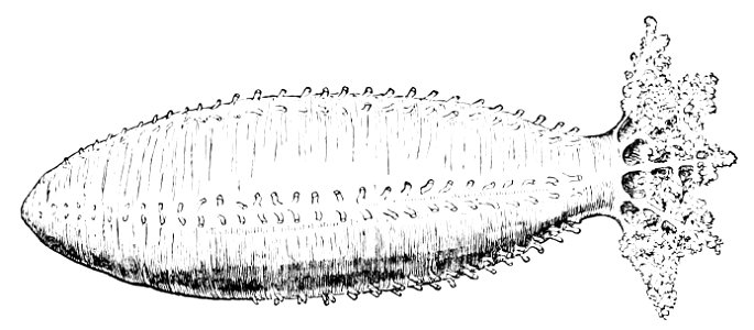 PSM V13 D341 Sea cucumber