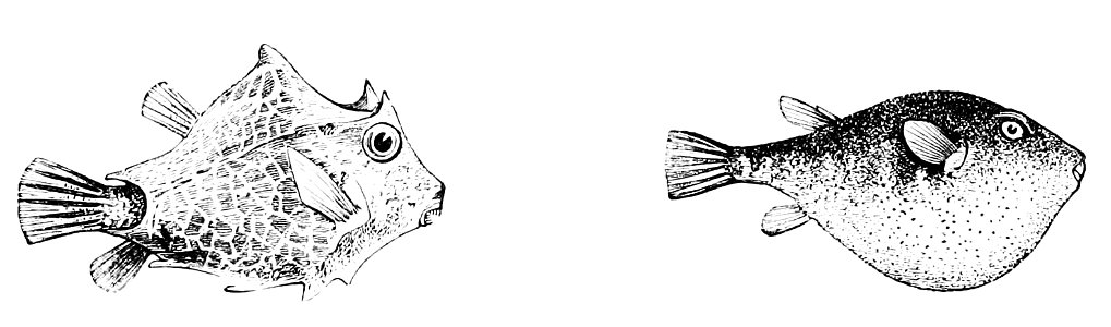 PSM V11 D549 Trunk fish and puffer