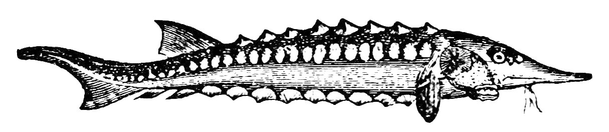 PSM V21 D612 Acipencer sturgeon
