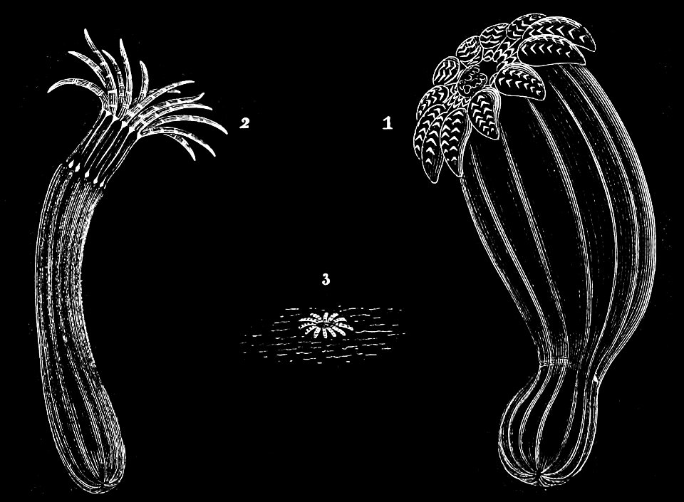 PSM V13 D327 Sea anemones living in the sand
