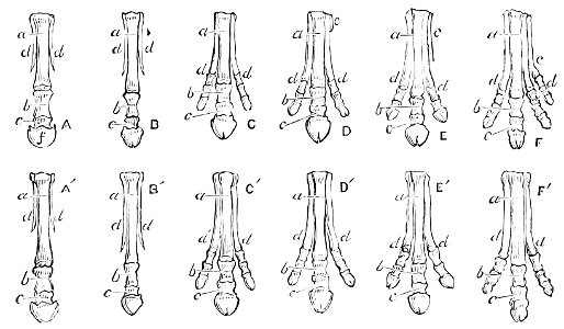 PSM V15 D037 Evolutionary bone changes in horses. Free illustration for personal and commercial use.