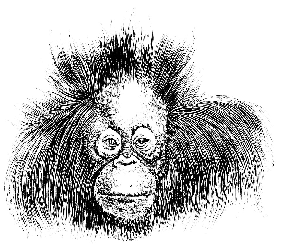 PSM V13 D453 Head of orangutan