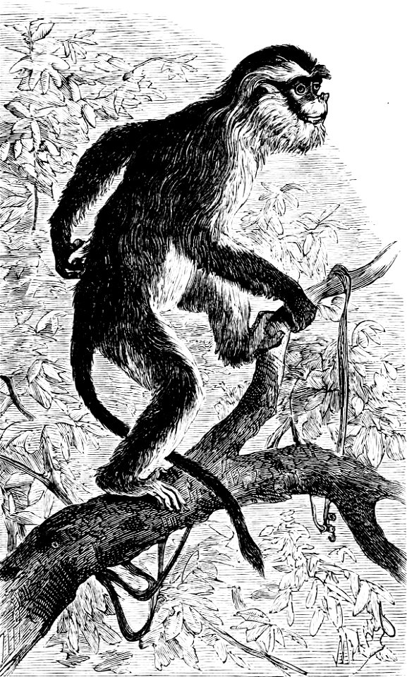PSM V07 D686 Moupin monkey