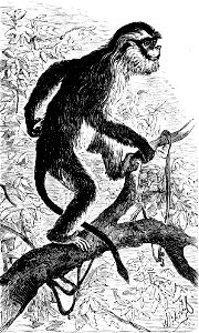 PSM V07 D686 Moupin monkey