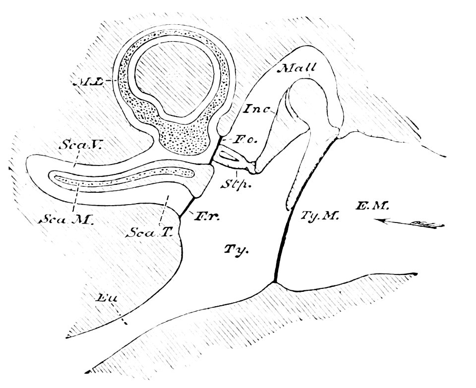 PSM V13 D062 The ear canal - Free Stock Illustrations | Creazilla