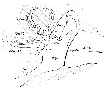 PSM V13 D062 The ear canal