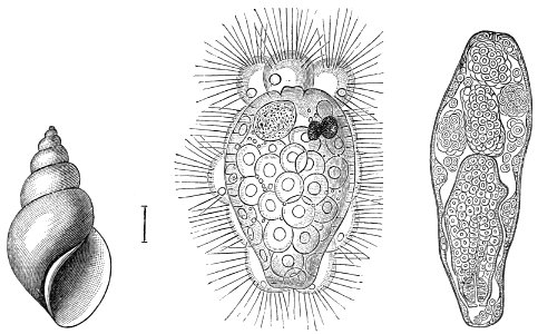 PSM V23 D763 The trematode becomes a sporocyst in a snail