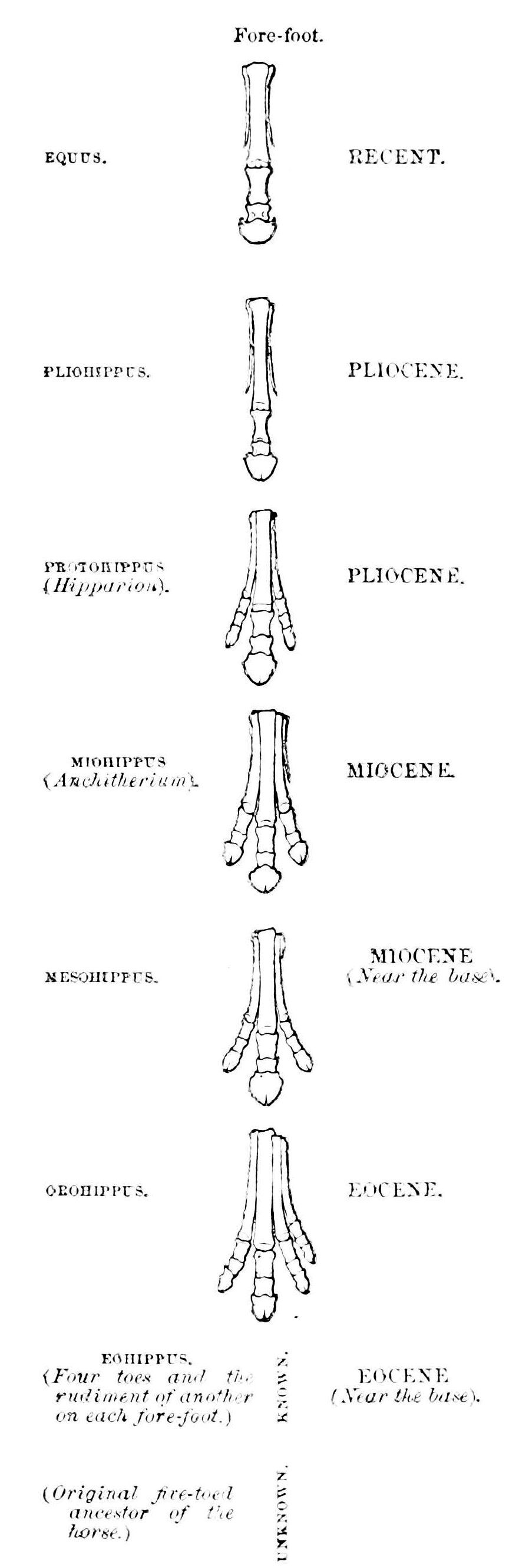 PSM V16 D273 Evolution of horse hoof