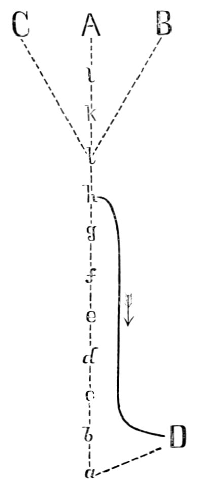 PSM V22 D382 Cyclical reversion of evolutionary change