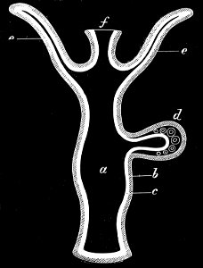 PSM V08 D028 Diagram of a section of hydroid. Free illustration for personal and commercial use.