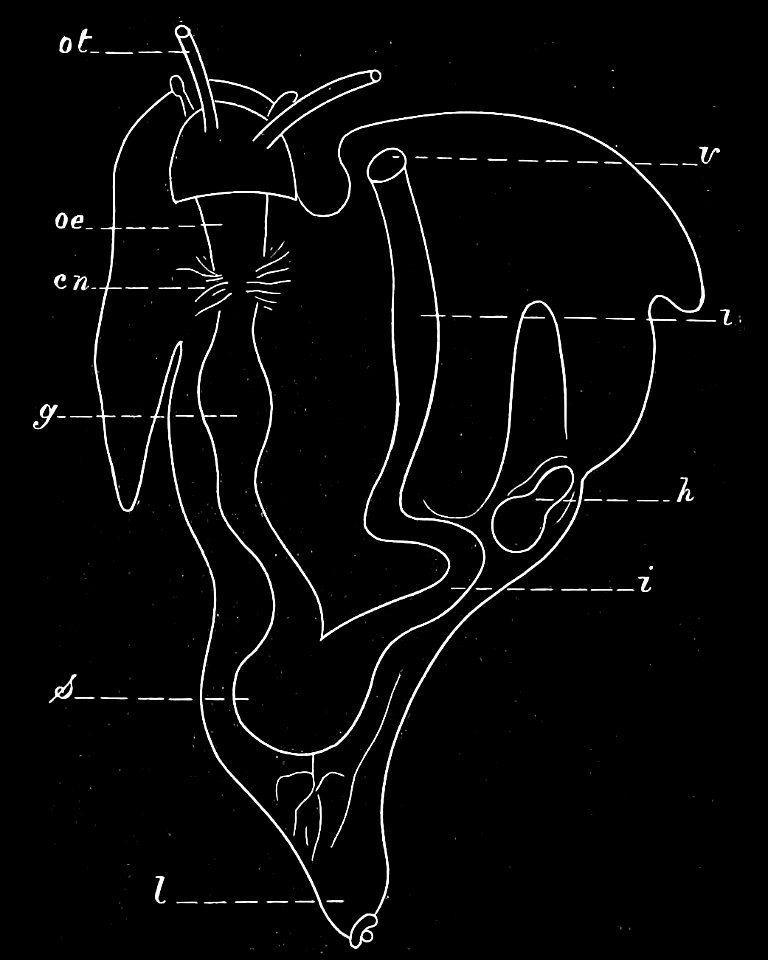 PSM V08 D200 Adult snail