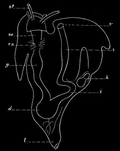 PSM V08 D200 Adult snail