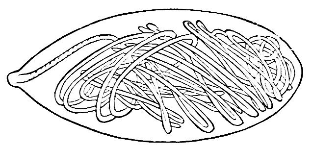 PSM V21 D621 Lasso cell containing barbed filament