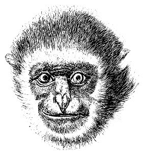 PSM V13 D455 Head of gibbon