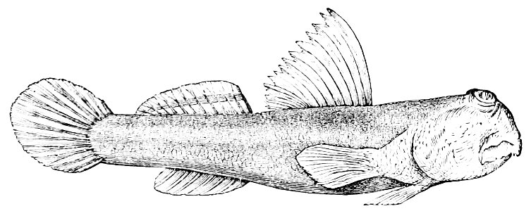 PSM V20 D767 Periophthalmus koelreuteri