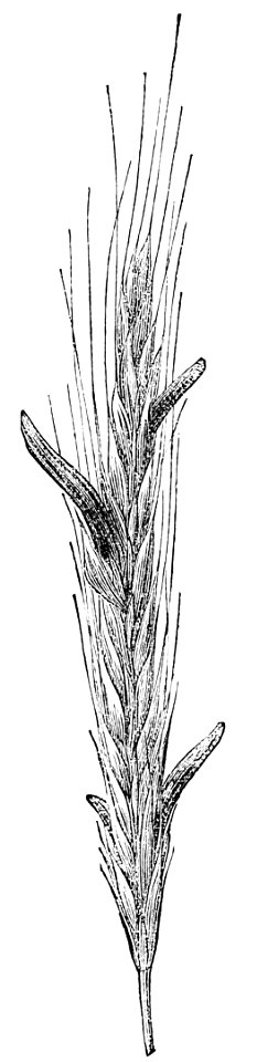 PSM V26 D637 Ergoted rye