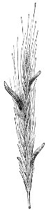 PSM V26 D637 Ergoted rye