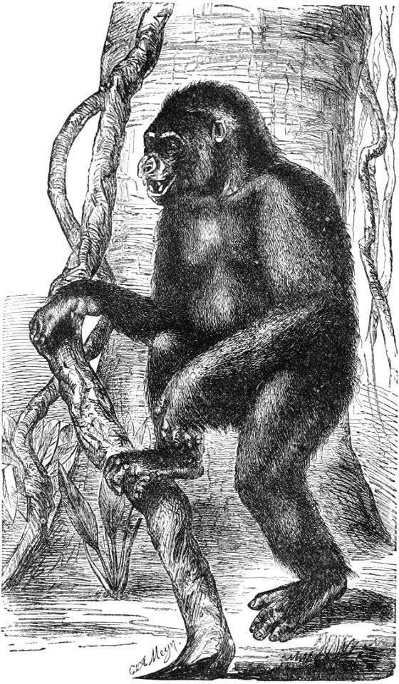 PSM V28 D758 Aged male gorilla
