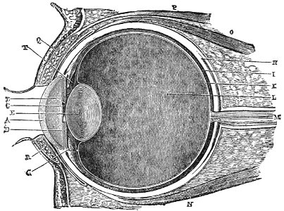 PSM V28 D061 Vertical section of the eye