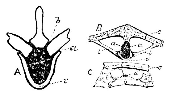 PSM V13 D155 Dorsal tube and carapas of p tuberculatus