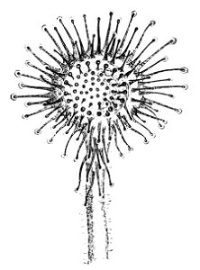 PSM V08 D060 Drosera rotundifolia