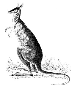 PSM V08 D426 Kangaroo