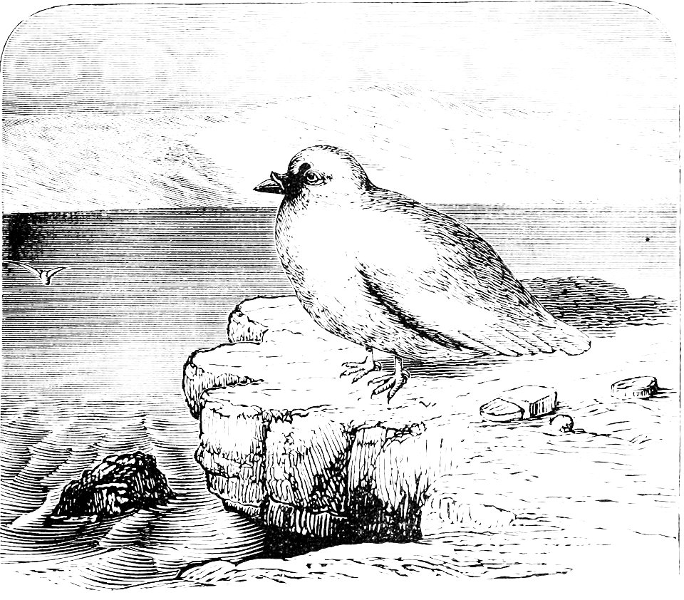 PSM V08 D677 Sheath bill of kerguelen island