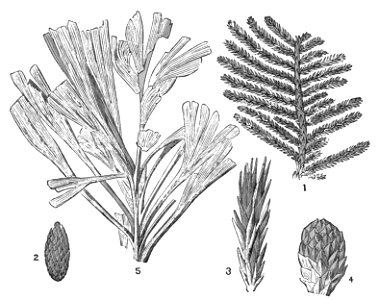 PSM V16 D481 Characteristic permian plants. Free illustration for personal and commercial use.