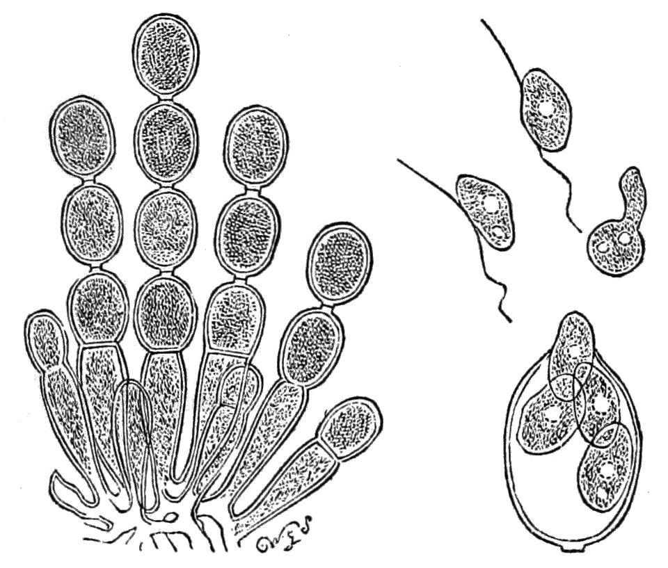 PSM V26 D633 Summer spores of white molds - Free Stock Illustrations ...