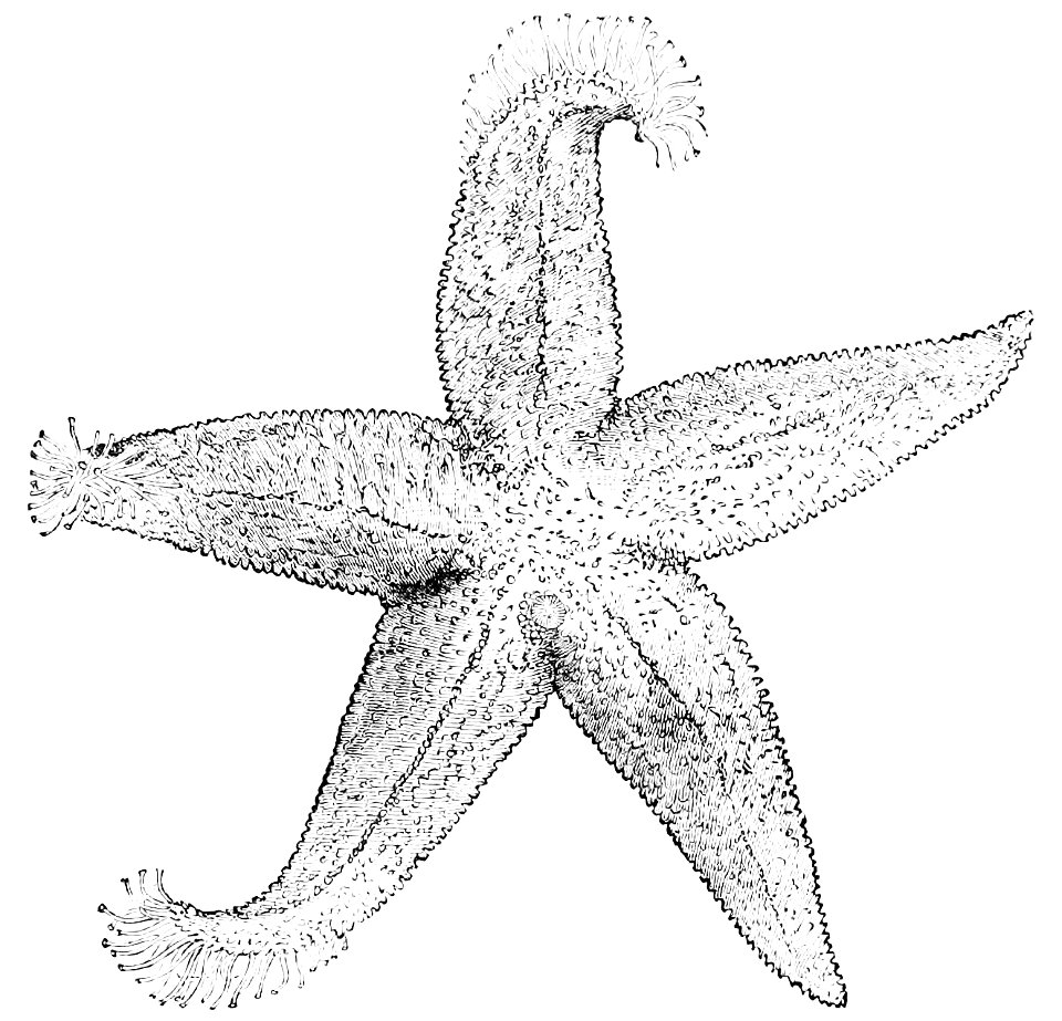 PSM V13 D335 Starfish