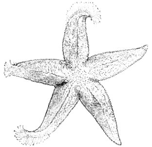 PSM V13 D335 Starfish