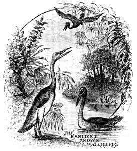 PSM V22 D764 The first water fowl