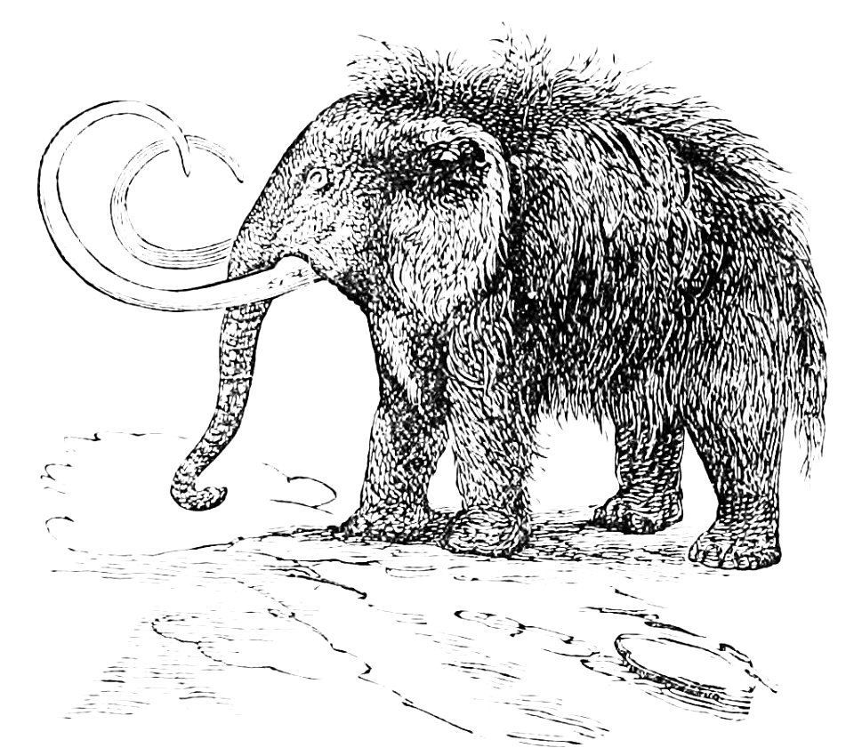 PSM V16 D813 The mammoth or hairy elephant