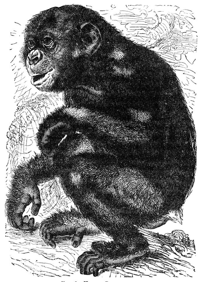 PSM V28 D769 Young chimpanzee