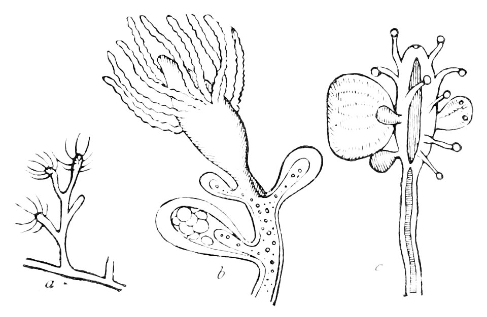 PSM V16 D659 Fragment of cordylophora lacustris