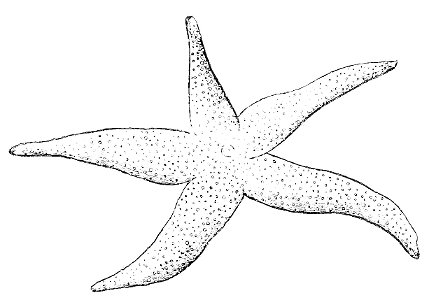 PSM V16 D667 Starfish. Free illustration for personal and commercial use.