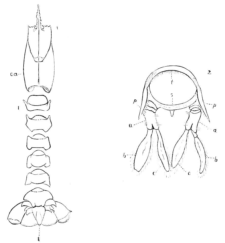 PSM V16 D666 Lobster with separated somites. Free illustration for personal and commercial use.