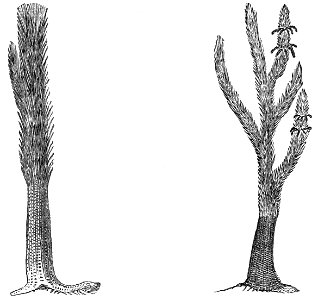 PSM V18 D632 Restoration of sigillaria