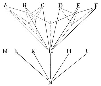 PSM V22 D214 Evolutionary zoology schematic