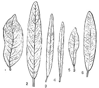 PSM V16 D483 Homologous forms of paleocene and eocene oaks. Free illustration for personal and commercial use.