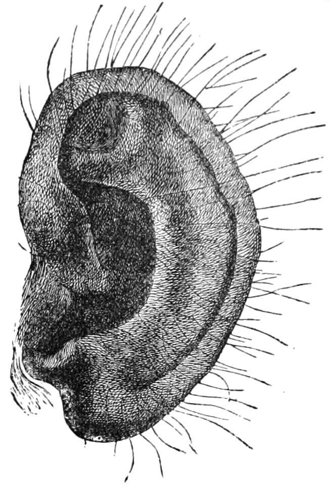 PSM V28 D767 Ear of chimpanzee