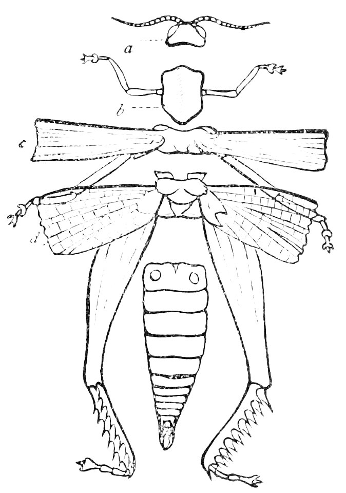 PSM V16 D665 Somites of insect