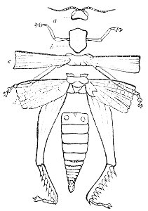 PSM V16 D665 Somites of insect. Free illustration for personal and commercial use.