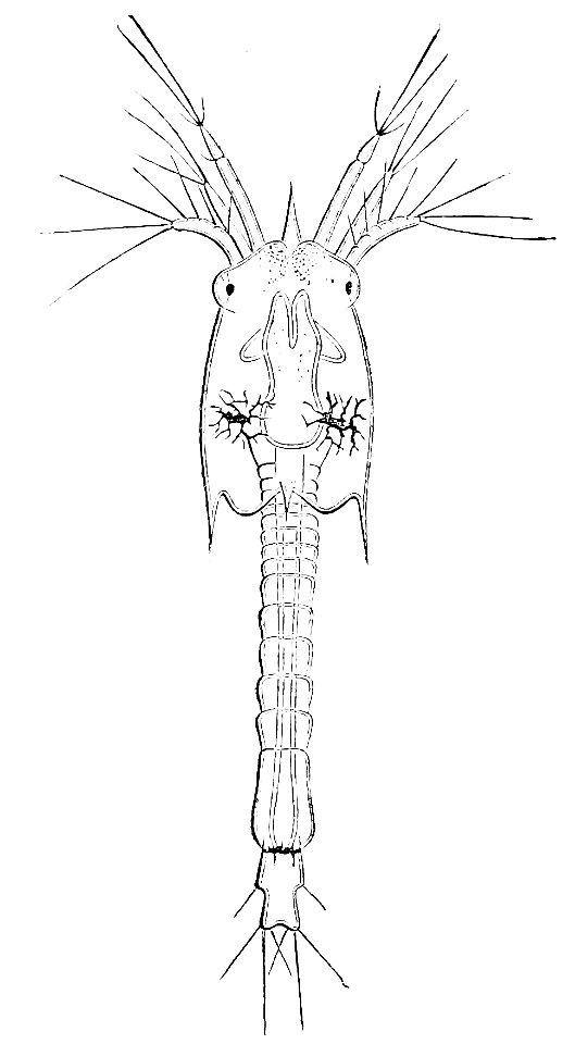 PSM V22 D387 Lucifer larva
