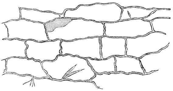 PSM V31 D660 Horizontal section of cork magnified 300 diameters. Free illustration for personal and commercial use.