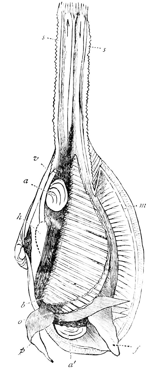 PSM V20 D470 Anatomy of a bivalve mollusk
