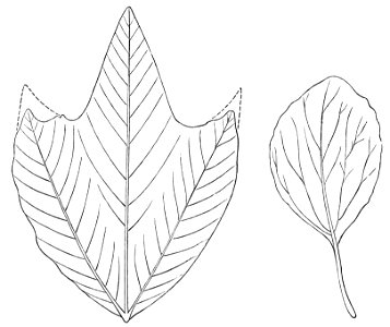 PSM V23 D654 Platanus nobilis and populus cuneata