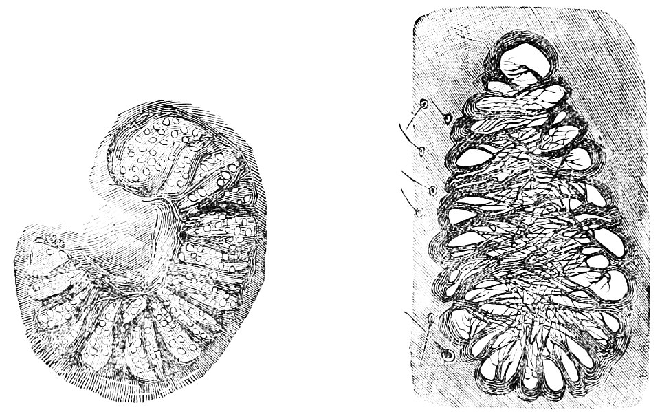 PSM V20 D474 Spiracle of a cockchafer grub and a fly